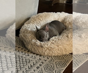 French Bulldog Puppy for sale in DEER PARK, TX, USA