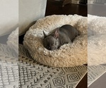 Small Photo #1 French Bulldog Puppy For Sale in DEER PARK, TX, USA