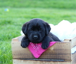 Puppy Georgia Labrador Retriever
