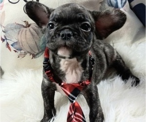 French Bulldog Puppy for sale in CARTHAGE, TX, USA