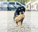 Small #2 Cavalier King Charles Spaniel Mix