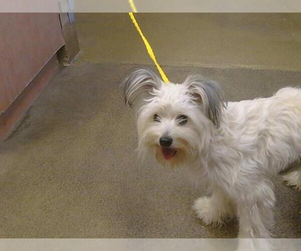 Medium Photo #1 Maltese Puppy For Sale in Sacramento, CA, USA
