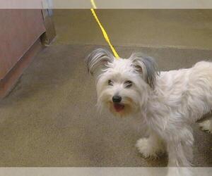 Maltese Dogs for adoption in Sacramento, CA, USA