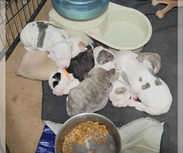 Medium Photo #2 Mutt Puppy For Sale in Binghamton, NY, USA