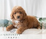 Small Photo #4 Poodle (Miniature) Puppy For Sale in DORNSIFE, PA, USA