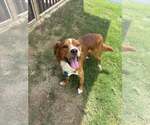 Small #3 Border Collie-Spaniel Mix