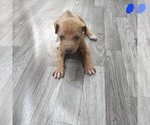 Puppy Big Blue Rhodesian Ridgeback