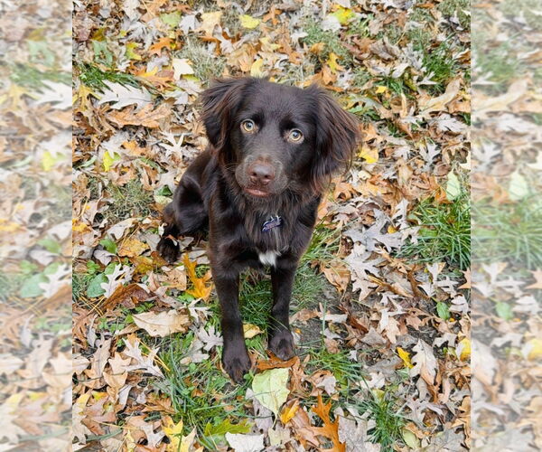 Medium Photo #7 Boykin Spaniel Puppy For Sale in Oak Bluffs, MA, USA