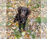 Small #6 Boykin Spaniel