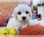 Puppy Marsh Coton de Tulear