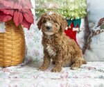 Puppy Auggie Poodle (Miniature)