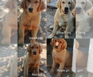 Golden Retriever Puppy for sale in WAKE FOREST, NC, USA