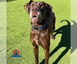 Small #8 Great Dane