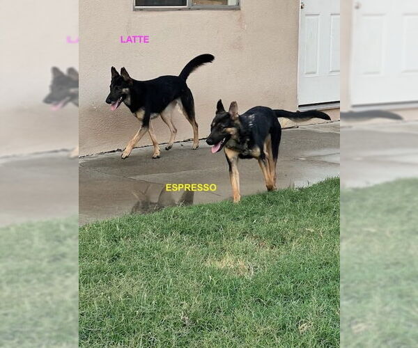 Medium Photo #2 Mutt Puppy For Sale in Woodland Hills, CA, USA