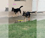 Small #1 Mutt
