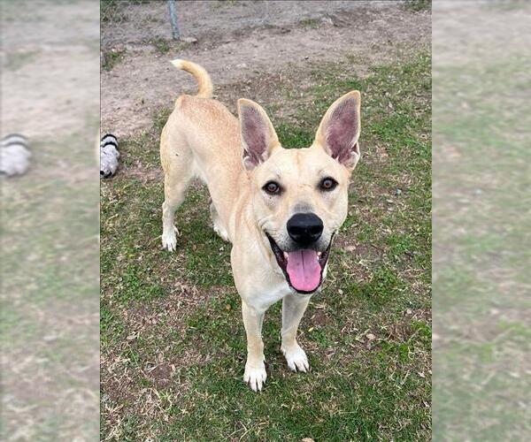 Medium Photo #1 Labrador Retriever Puppy For Sale in Conroe, TX, USA