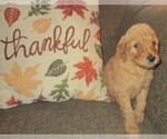 Small Photo #8 Goldendoodle Puppy For Sale in LINCOLN, AL, USA