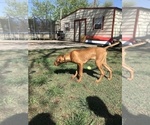 Small Photo #14 Vizsla Puppy For Sale in ABILENE, TX, USA