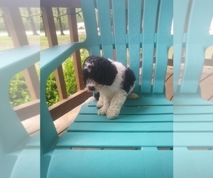 Miniature Bernedoodle Puppy for Sale in MIDWAY, Arkansas USA