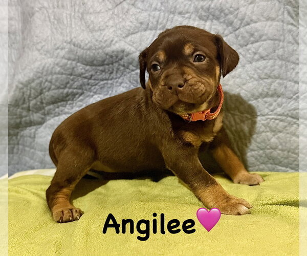 Medium Photo #1 Staffordshire Bull Terrier-Unknown Mix Puppy For Sale in Holly Springs, NC, USA