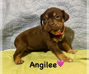 Staffordshire Bull Terrier-Unknown Mix Dogs for adoption in Holly Springs, NC, USA