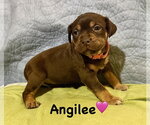 Small Staffordshire Bull Terrier Mix