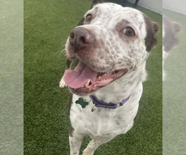 Medium Photo #17 Mutt Puppy For Sale in Pompano Beach , FL, USA