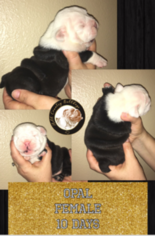 Bulldog Puppy for sale in SAN ANTONIO, TX, USA