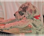 Small Photo #2 Great Dane Puppy For Sale in IDAHO FALLS, ID, USA