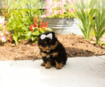 Small #1 Pomeranian