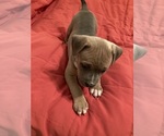 Small Photo #4 American Pit Bull Terrier Puppy For Sale in LODI, CA, USA