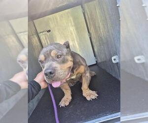 American Staffordshire Terrier-Unknown Mix Dogs for adoption in San Antonio, TX, USA