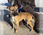 Small #4 German Shepherd Dog Mix