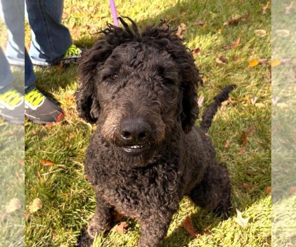 Medium Photo #1 Poodle (Miniature)-Unknown Mix Puppy For Sale in Yardley, PA, USA