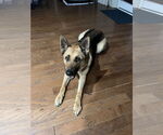 Small #3 German Shepherd Dog