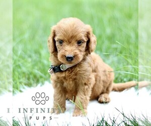 Goldendoodle Puppy for sale in NEW HOLLAND, PA, USA