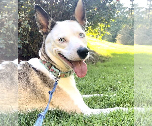 Medium Photo #3 Huskies -Unknown Mix Puppy For Sale in Acworth, GA, USA