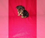 Puppy Mickey Yorkshire Terrier