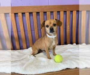 Chihuahua-Unknown Mix Dogs for adoption in Genesee, WI, USA