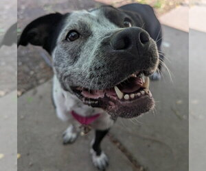 Cosma - Female Pointer-Unknown Mix Dog for Adoption - Photo #22
