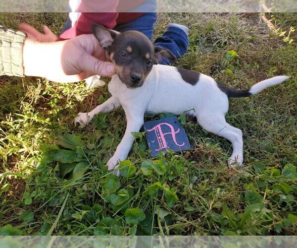 Medium Photo #1 Rat Terrier Puppy For Sale in NEW FREEDOM, PA, USA