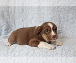 Small Photo #2 Mutt Puppy For Sale in SHILOH, OH, USA