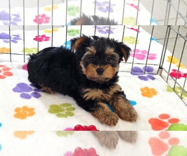 Medium Photo #9 Yorkshire Terrier Puppy For Sale in ORO VALLEY, AZ, USA