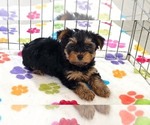 Small Photo #9 Yorkshire Terrier Puppy For Sale in ORO VALLEY, AZ, USA