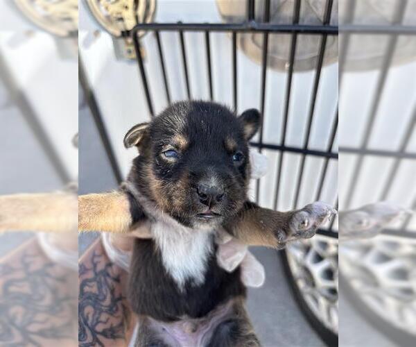Medium Photo #1 Mutt Puppy For Sale in Houston, TX, USA