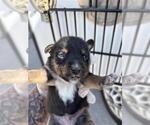 A663596 - Male Mutt Dog for Adoption - Small photo