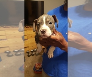 American Bully Puppy for sale in PORTSMOUTH, VA, USA