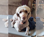 Small #3 Poodle (Standard)