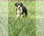 Small #2 Mutt