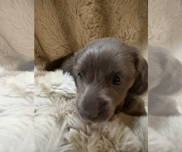 Medium Photo #1 Dachshund Puppy For Sale in BLAIRSVILLE, PA, USA